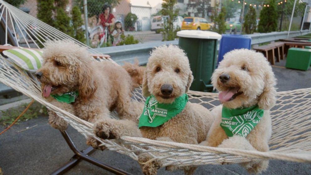 VIDEO: Instagram's Most 'Elite' Dog Clique