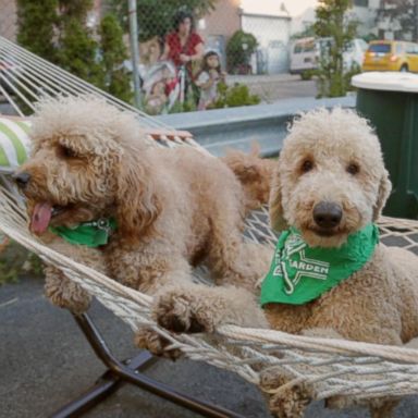 VIDEO: Instagram's Most 'Elite' Dog Clique