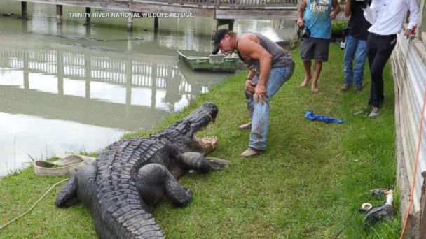 Video Officials Trap Largest Live Gator Ever Caught in Texas - ABC News