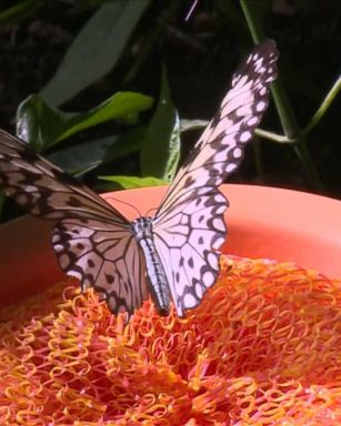 VIDEO: Go Inside the Monarch Butterfly Migration at the Houston Museum of Natural Science