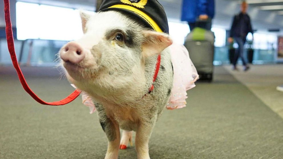 San Francisco Airport Adds First Cat to Wag Brigade Therapy Animal