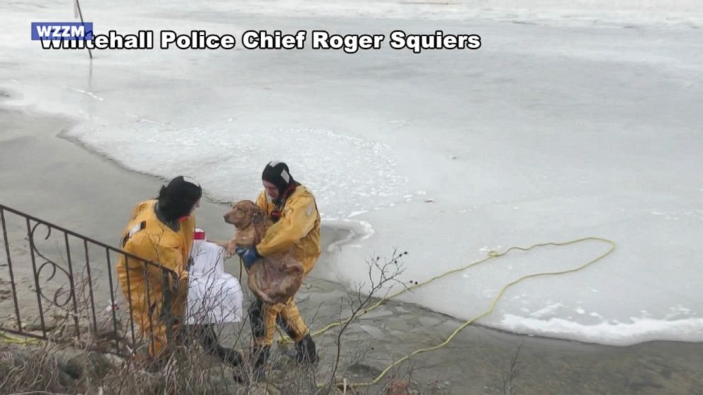 Video Firefighters Rescue Dog From Icy Lake - ABC News