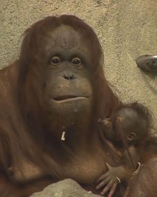 A 2-week-old baby orangutan has made her debut at suburban Chicago's Brookfield Zoo.