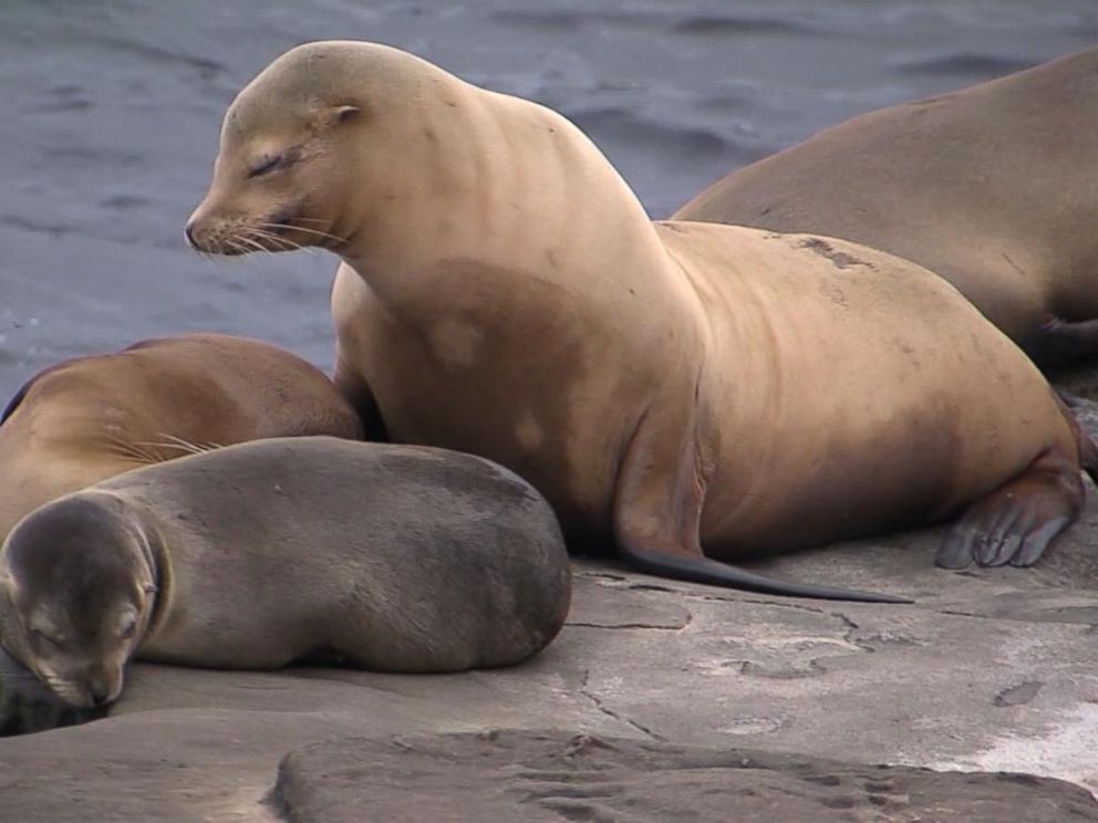 Protect La Jolla Sea Lion Pups and Mothers From Human Disturbances  Help  Wildlife, Protect the Environment, Support Nature Conservation, Save the  Planet