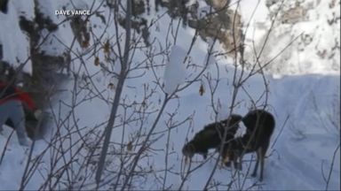 Extremely rare white moose takes dip in Swedish lake Video - ABC News
