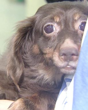 Frances, a little dachshund, is getting a second chance at life. 