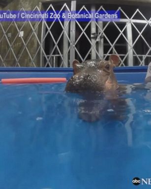 Fiona, the baby hippo who was born prematurely at the Cincinnati Zoo, reached her normal birth weight this week and swam underwater.