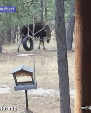 VIDEO: Every day for the last two years, John Woods is visited by a friendly moose at his home in Colorado, who plays with his backyard tire swing.