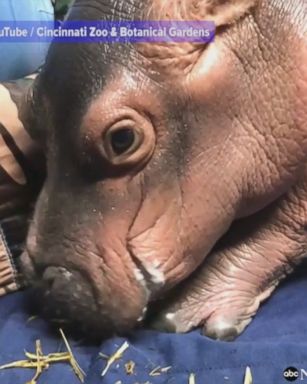 VIDEO: Fiona, the Cincinnati Zoo's premature baby hippo, happily eats a helping of hay for the first time.