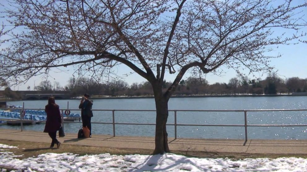 Dc Cherry Blossom Season Delayed After Winter Storm Video Abc News