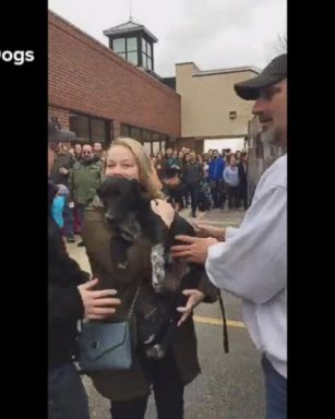 VIDEO: 57 dogs saved from kill shelters meet their new families in touching video