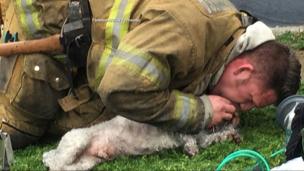 VIDEO: The dog was overcome by heat and smoke after being pulled from an apartment fire by Santa Monica firefighters.