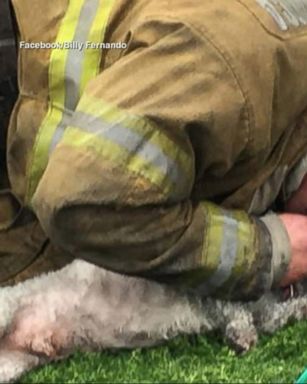 VIDEO: The dog was overcome by heat and smoke after being pulled from an apartment fire by Santa Monica firefighters.