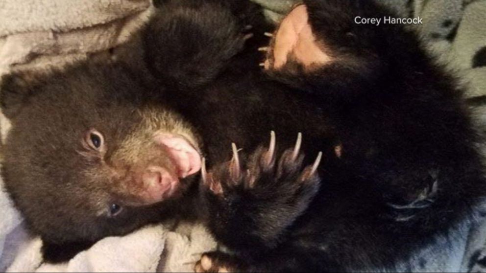 Oregon Hiker Receives Warning Not Criminal Citation For Taking Malnourished Bear Cub To Wildlife Center Abc News