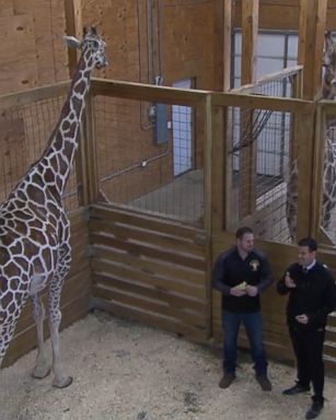 VIDEO: March or April baby? Zookeepers say April the giraffe is in 'home stretch'