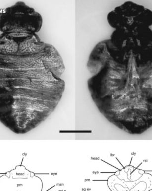 Apparently, humans have been facing off with bedbugs -- or at least their ancestors -- since the time of sabertooth tigers.