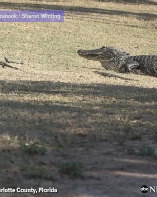 Alligator crossing! Watch an alligator and her 16 baby gators take a stroll through a backyard in Florida.