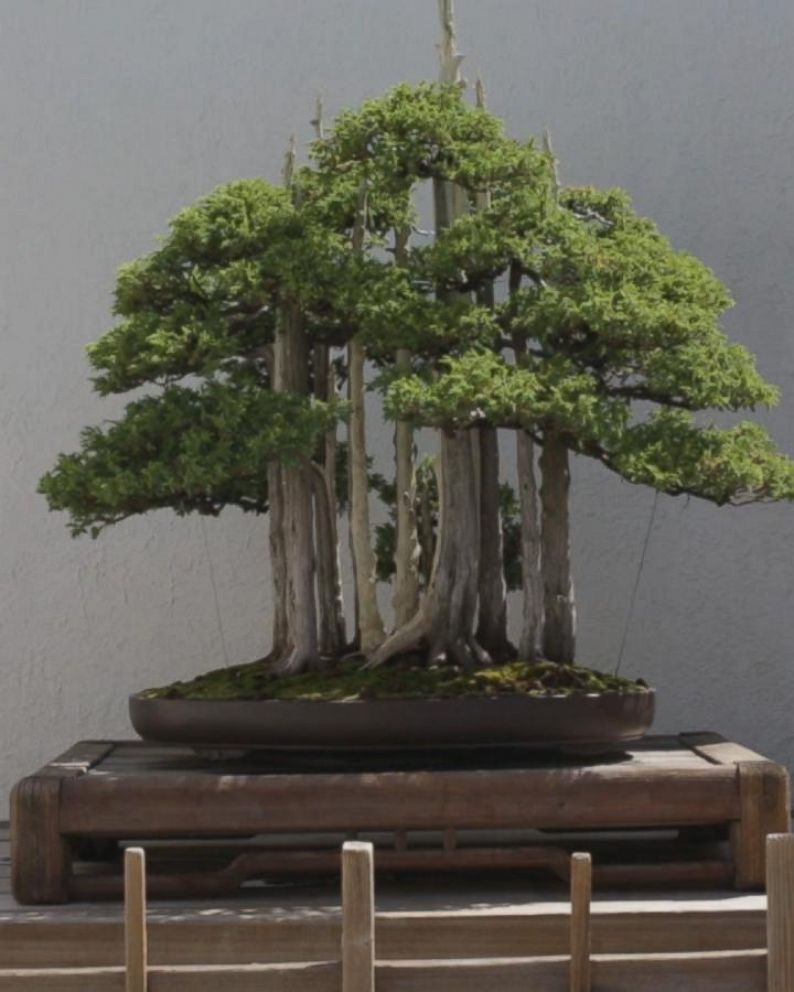 11+ 50 Year Old Bonsai Tree For Sale Gallery