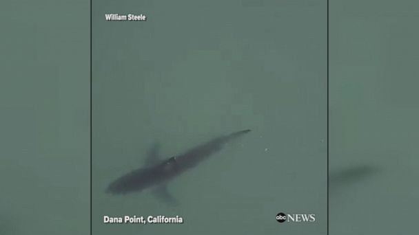 Video Great White Shark Spotted On Beach In California Abc News