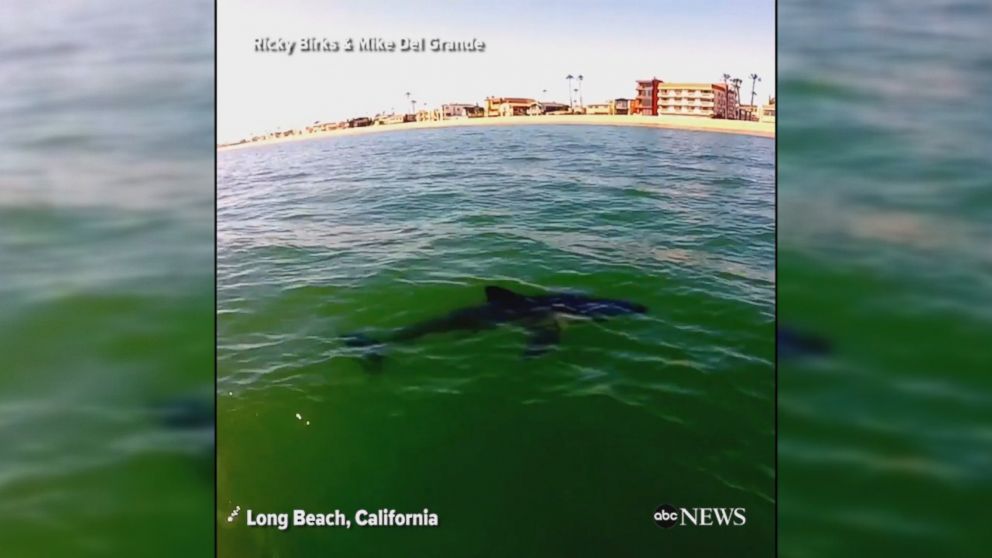 VIDEO: Shark swimming near the shore in Ocean View