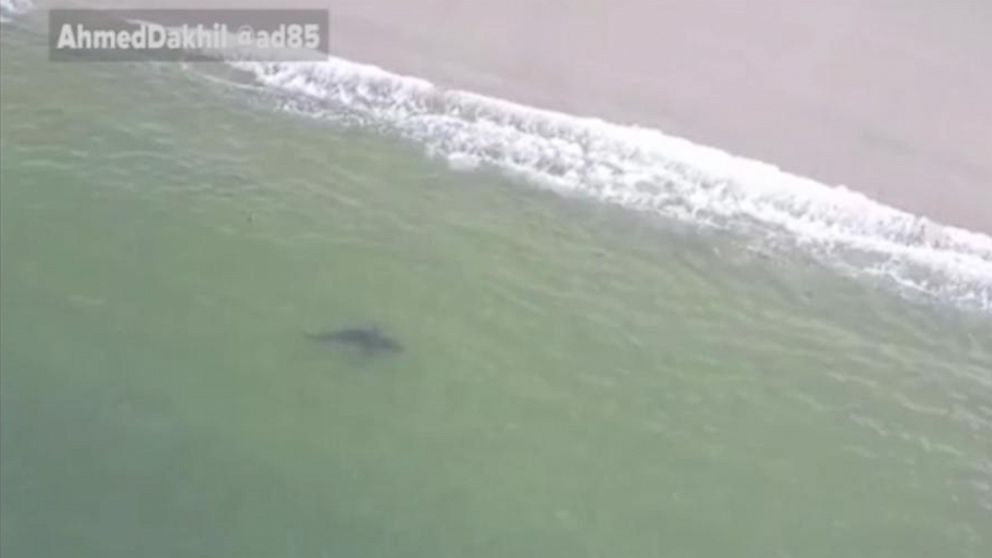 Shark spotted close to shore off Long Beach, California Video ABC News