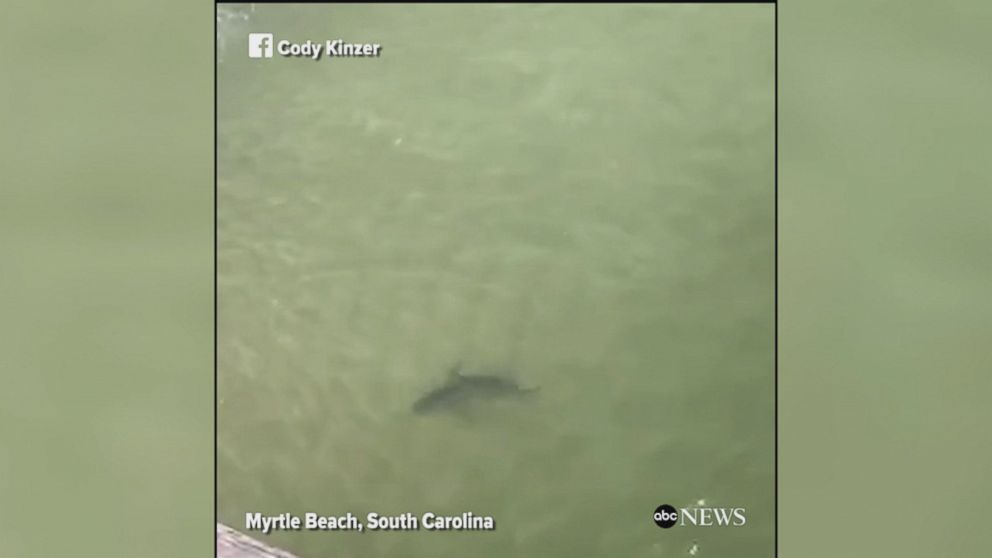 Sharks spotted near Myrtle Beach Video ABC News