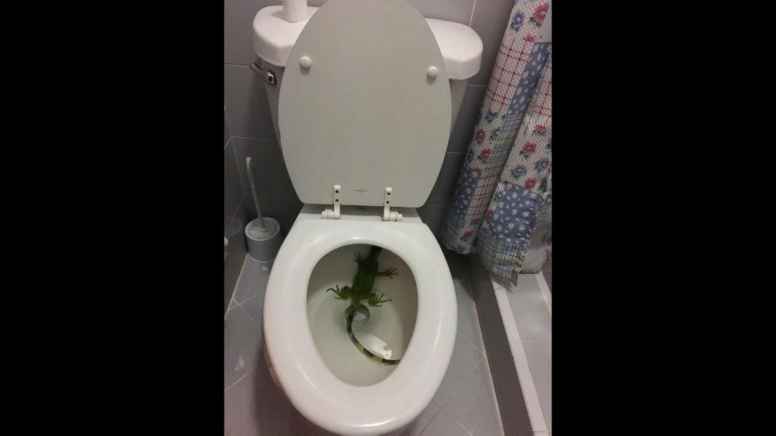 4-Foot Lizard Rescued After Being Stuck in Toilet for Nearly a Week ...