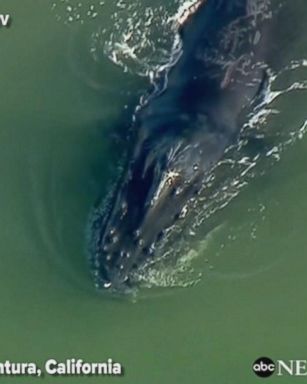 VIDEO: Humpback whale wanders into Southern California harbor