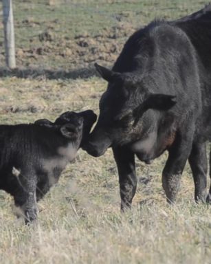 VIDEO: How Sanctuary Farm helped grow the vegan movement in America 