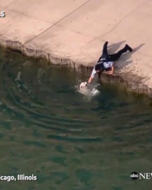 A Chicago police officer arrived just in the nick of time to rescue a dog that fell into Lake Michigan.