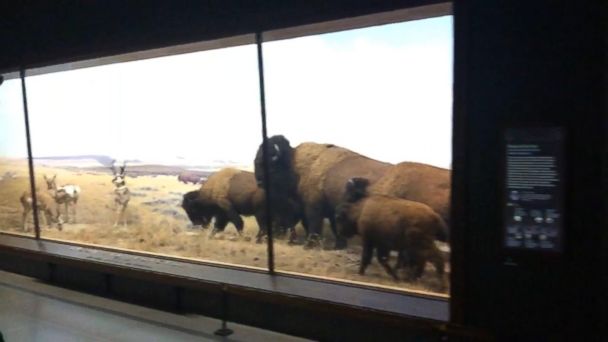 night at the museum bison