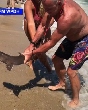 VIDEO: A man in Beach Haven, New Jersey, grabbed a sand shark with his bare hands and made his way into the surf with lifeguards to release the shark back into the ocean.