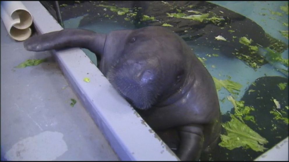 Oldest captive manatee dies at 69 in heartbreaking accident - ABC News