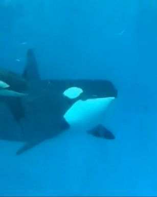 Last killer whale born into captivity at SeaWorld has died | GMA