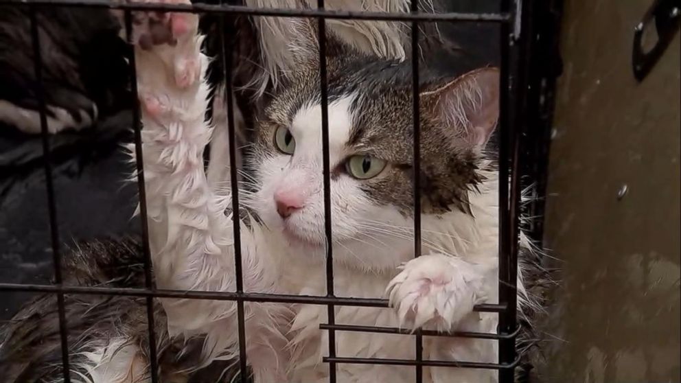 Video Cats Rescued From Houston-area Home - ABC News