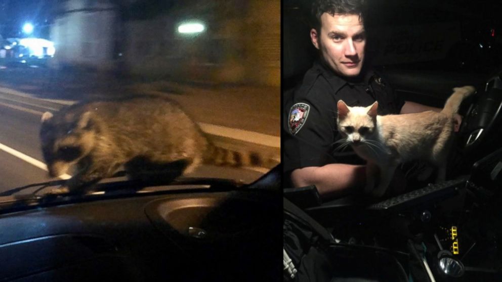2 police officers have funny encounters with a cat and raccoon