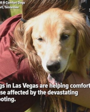 These therapy dogs are bringing comfort and smiles to survivors of the Las Vegas shooting and others affected by the massacre.