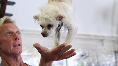 VIDEO: 'Career Canines': Rescue dogs get a second act performing onstage