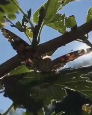 VIDEO: The amount of butterflies was so great that they appeared on radar screens.