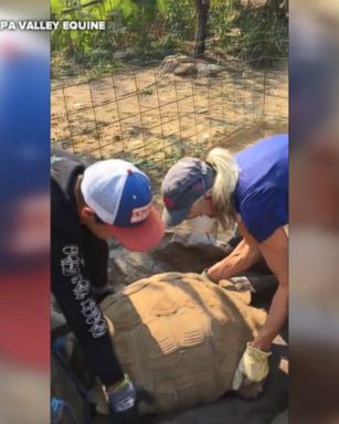 A search and rescue team led by Napa County Animal Control lifted a 200-pound tortoise into a wheelbarrow to get it to safety amid the Northern California fires.