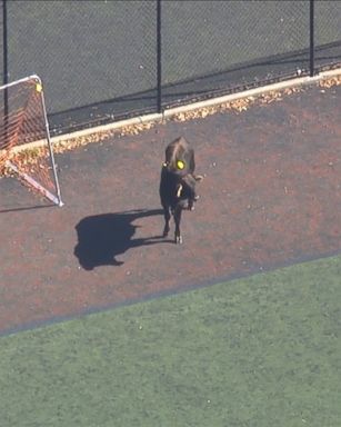 VIDEO: A brown cow is running through Prospect Park in Brooklyn.