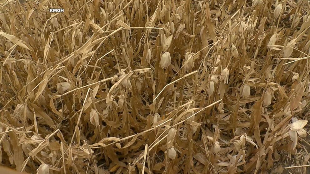 Video Woman harassed inside Denver corn maze by masked assailant