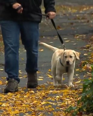 VIDEO: Peter Thibault brought his Labrador puppy to Bulger Veterinary Hospital in Andover, Massachusetts, when he said the dog fell ill after chewing on a cigarette box she found on the street.