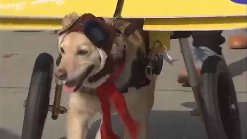 Dogs show off their costumes in Halloween parade Video - ABC News