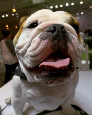 VIDEO: Social media savvy pets strut their stuff at PetCon
