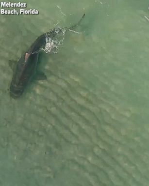 Drone footage captures a tiger shark coming close to swimmers off Miami Beach over Thanksgiving weekend.