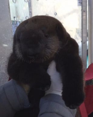 VIDEO: The two-month-old otter has a new home at the Oregon Zoo.