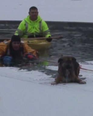 VIDEO: Firefighters rescued the dog who fell through lake ice in Roscoe, Illinois.