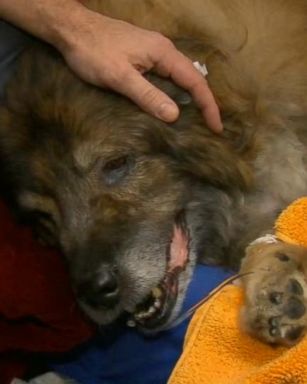 VIDEO: The pup, a shepherd mix named Saint Vincent, required immediate medical care.