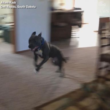 VIDEO: Adorable dog gets a little too excited